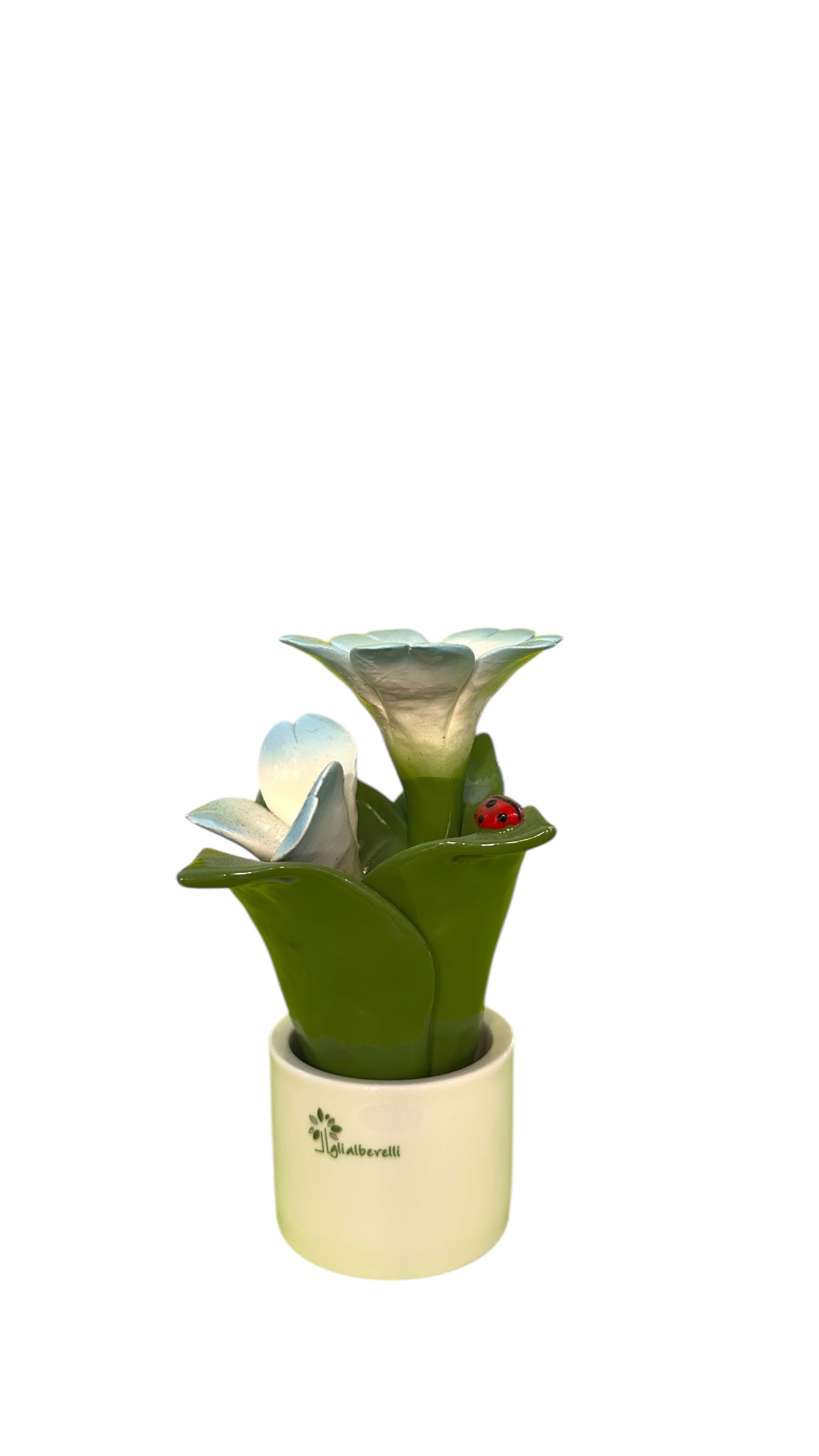 Pianta fiori azzurri - Gli Alberelli Capodimonte Made in Italy