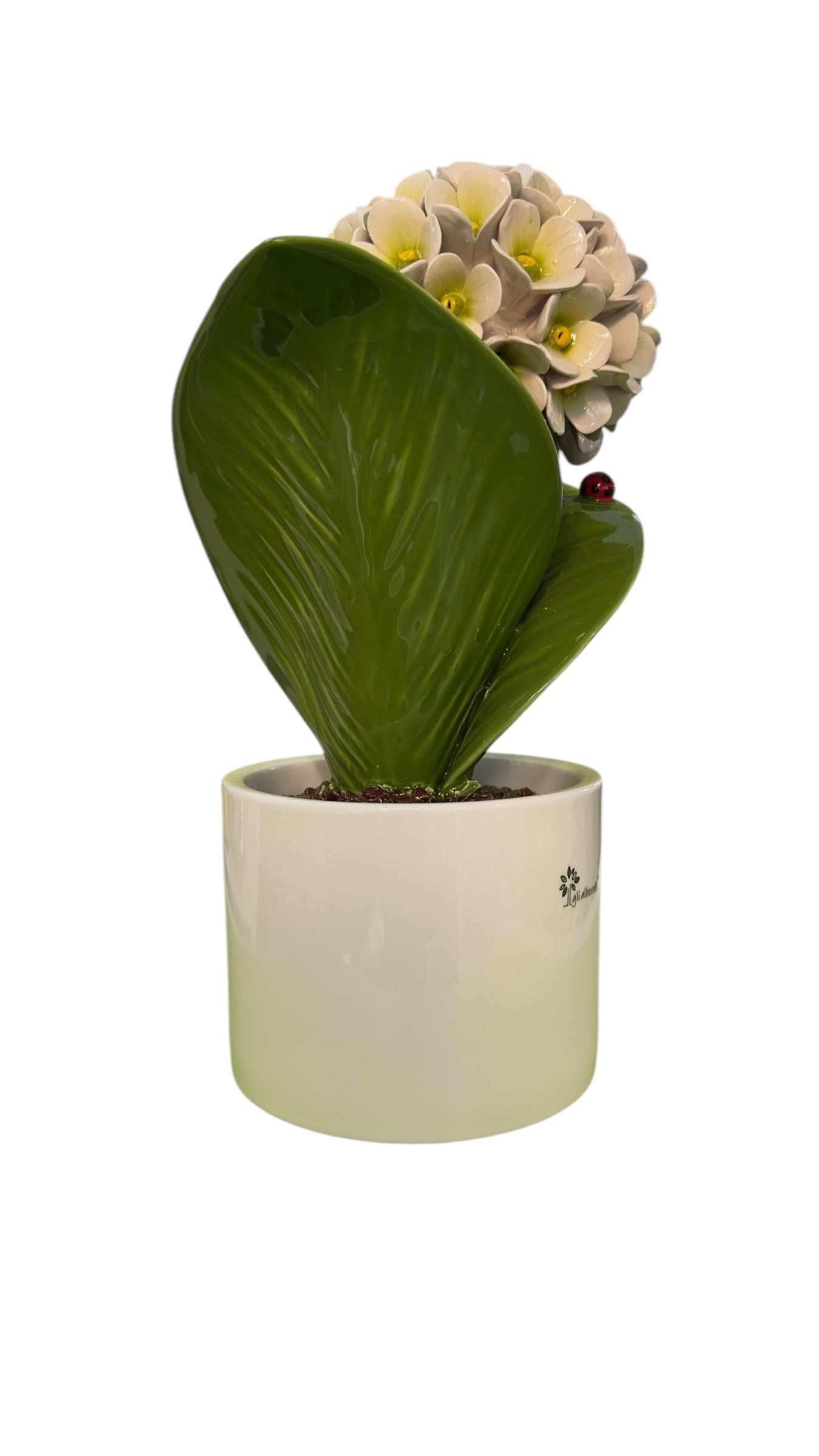 Ortensia grande bianca - Gli Alberelli Capodimonte Made in Italy