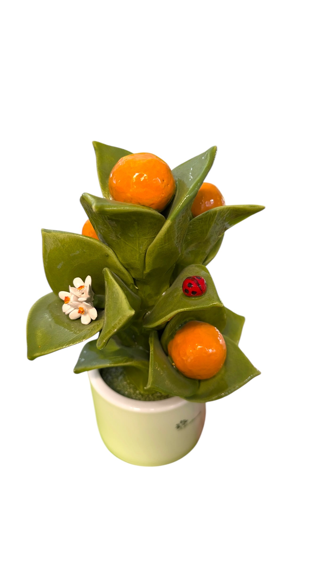 Pianta Arance - Gli Alberelli Capodimonte Made in Italy