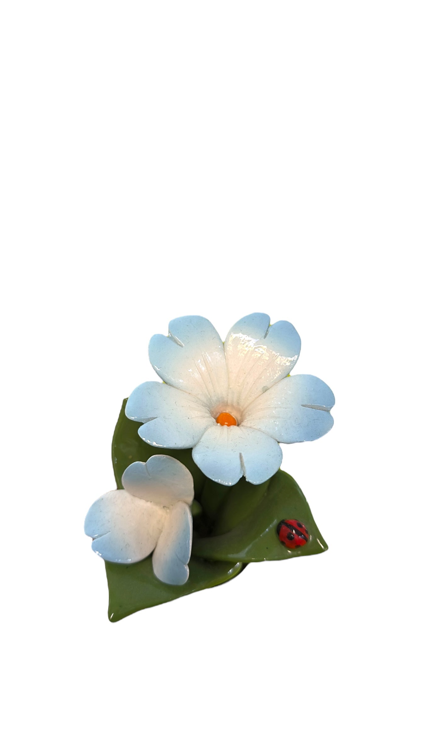 Pianta fiori azzurri - Gli Alberelli Capodimonte Made in Italy