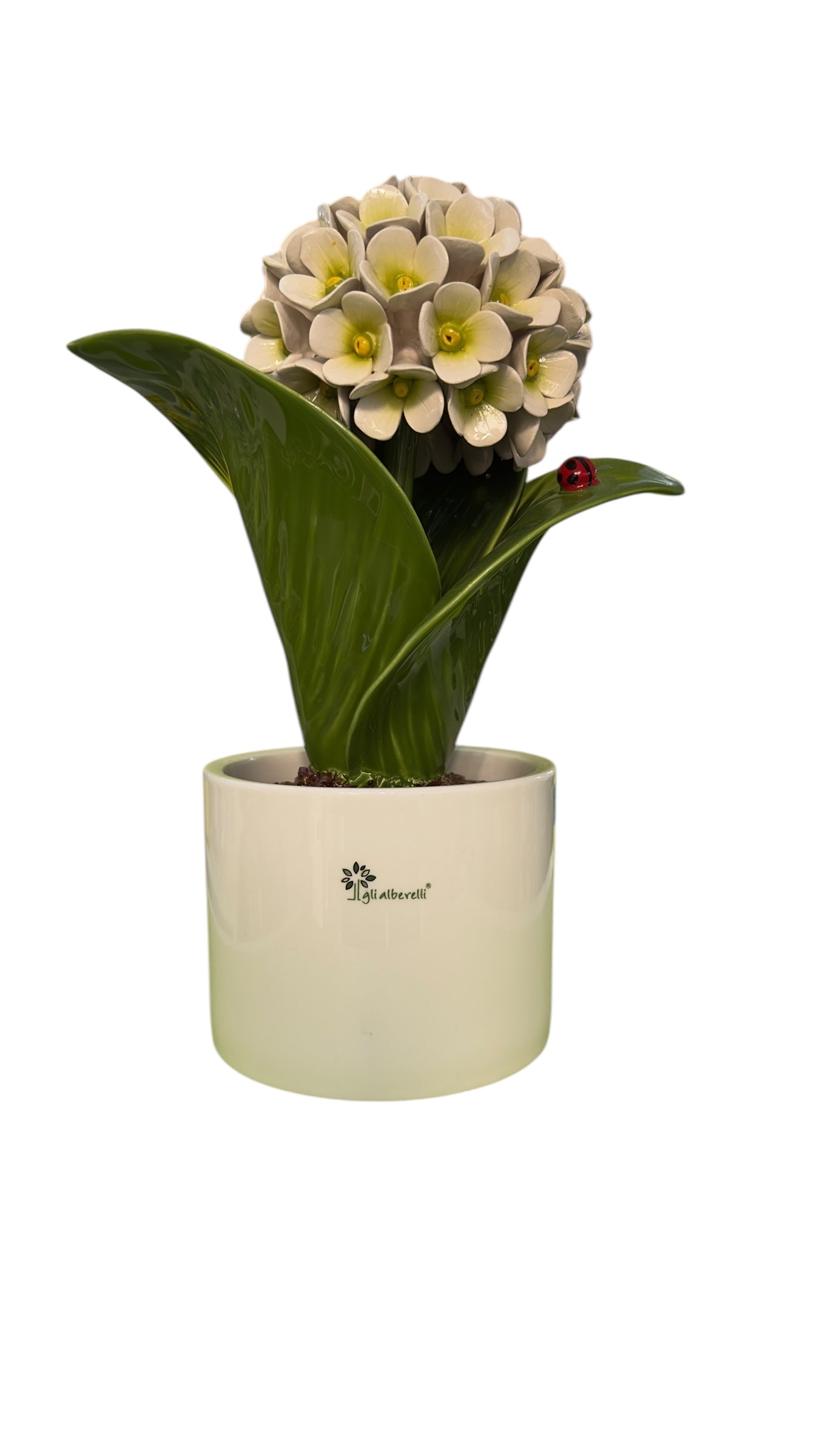 Ortensia grande bianca - Gli Alberelli Capodimonte Made in Italy