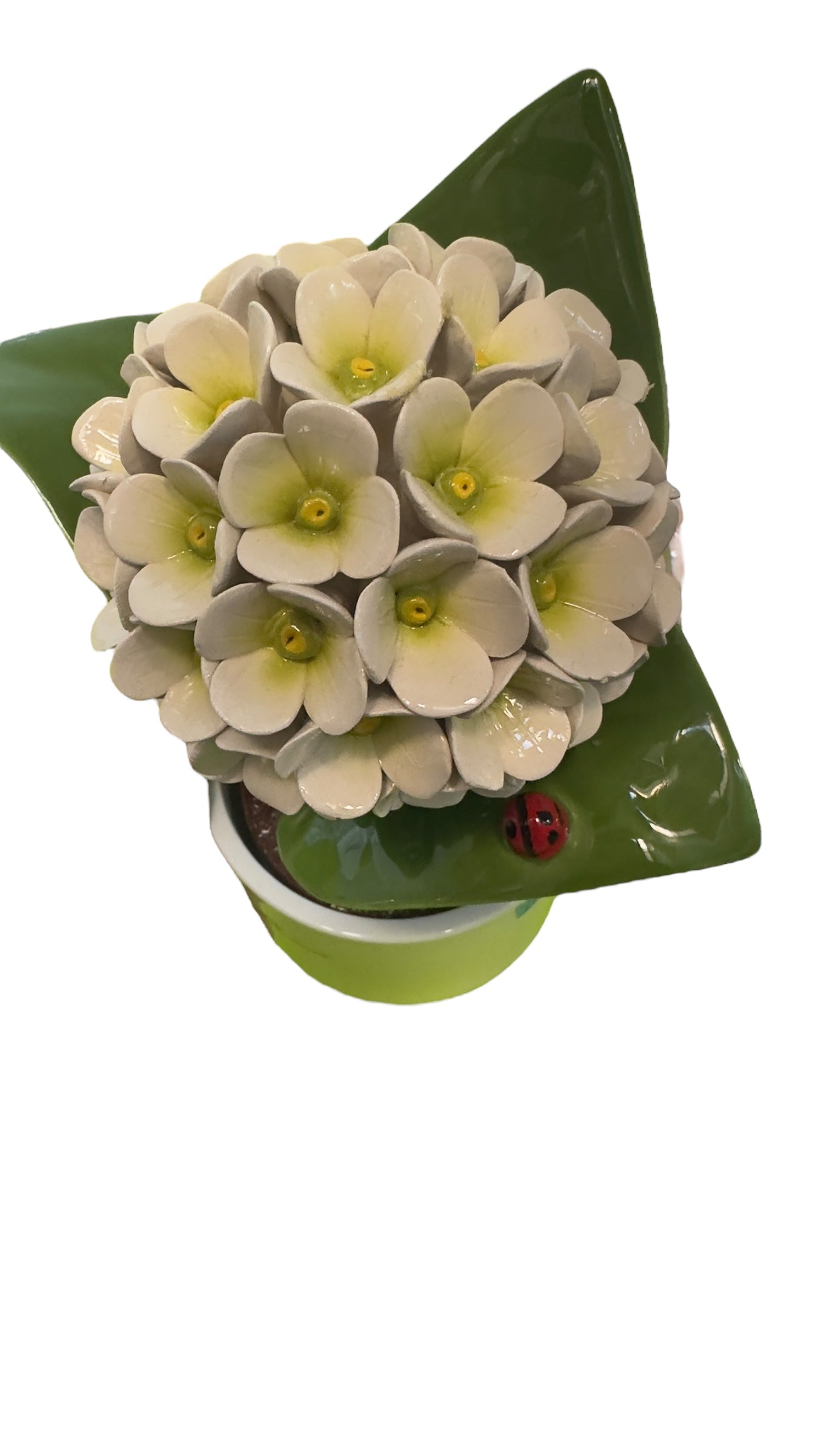 Ortensia grande bianca - Gli Alberelli Capodimonte Made in Italy
